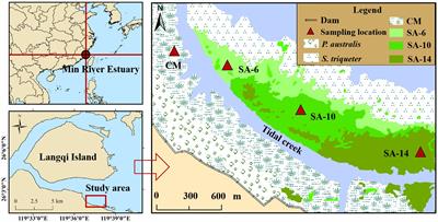 Invasive Spartina alterniflora alters sediment organic carbon mineralization dynamics in a coastal wetland of Southeastern China